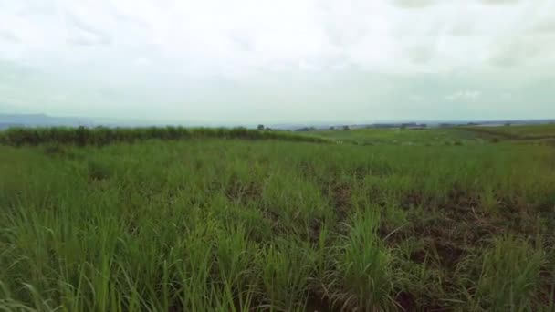 从左边到右边的一条空旷的路上 被高高的青草环抱着的甘蔗田里的一张泛舟的照片 这也是一片高山覆盖的甘蔗地 两辆汽车驶过 180度平底锅 — 图库视频影像