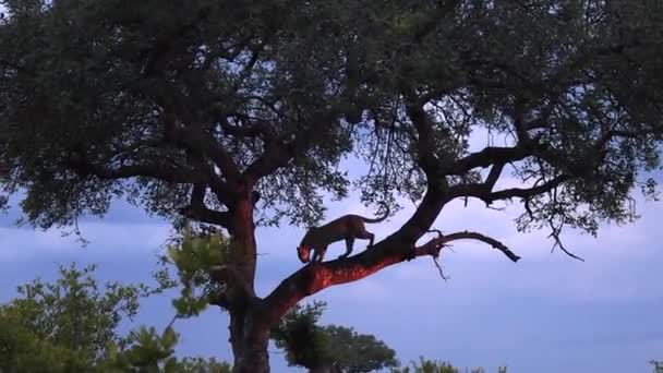 Широкий Обзор Силуэта Леопарда Стоящего Ветке Дерева Сумерках — стоковое видео