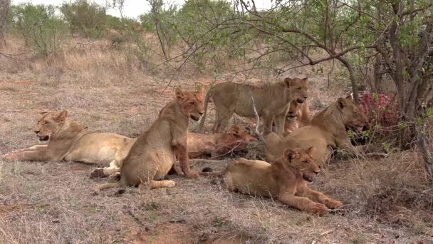 アフリカのブッシュランドの木によって芝生の上で殺されたライオンの残りの部分の誇り — ストック動画