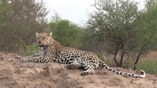 ヒョウは土の上のマウンドに横たわって立ち上がって歩き去る — ストック動画