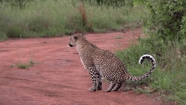 Vista Lateral Próxima Leopardo Defecando Por Estrada Terra Mata Africana — Vídeo de Stock