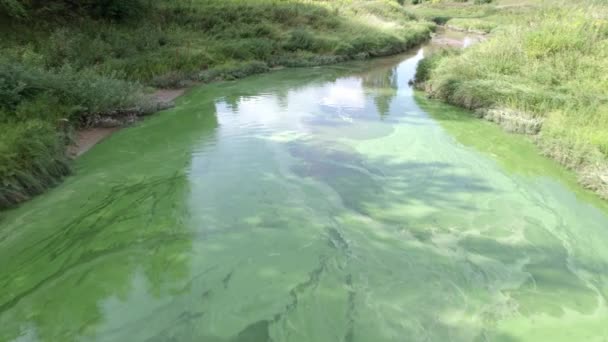 Piccolo Fiume Stagno Con Acqua Verde Inquinata Gruppo Uccelli Anatra — Video Stock