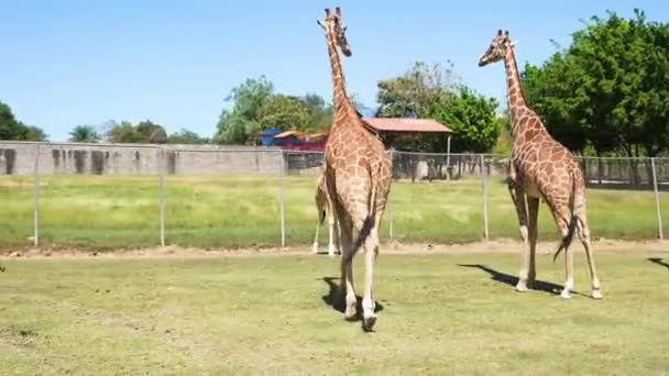 在大草原上被囚禁的长颈鹿家族 — 图库视频影像