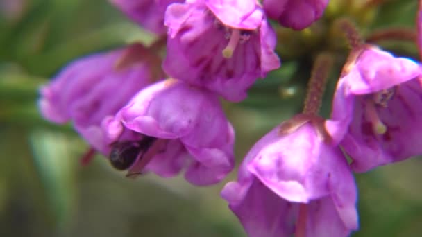 Mrówka Wspinająca Się Purpurowego Kwiatu Wyspie Vancouver Kanada — Wideo stockowe