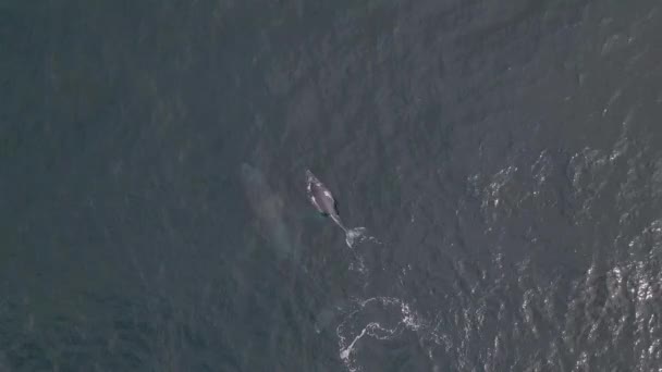 Beautiful Whale Mother Baby Calf Surfacing Aerial View — Stock Video