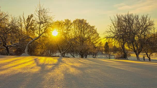Časoprostorový Záběr Vycházejícího Slunce Holými Větvemi Stromů Ozařujícího Čerstvý Sníh — Stock video