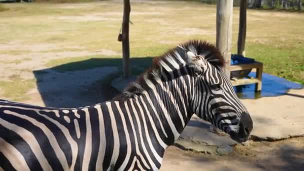 Beautiful Solitary Zebra Zoo Captivity — Stock Video