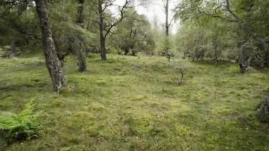 Gümüş huş ağaçlarından (Betula pendula) oluşan bir ormanda sonbaharda uçan hava aracı görüntüleri yeşil ağaçlar ve yapraklardan oluşan bir orman halısı - Dinnet Doğa Koruma Muir 'i İskoçya