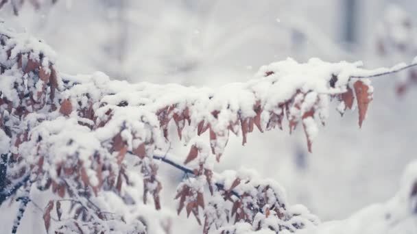 Lekki Pierwszy Śnieg Pada Delikatne Gałęzie Pokryte Uschniętymi Jesiennymi Liśćmi — Wideo stockowe