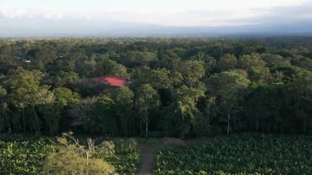 Μια Φυτεία Μπανάνας Τελειώνει Εκεί Που Αρχίζει Ένα Πυκνό Δάσος — Αρχείο Βίντεο