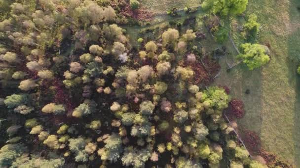 苏格兰丁奈国家自然保护区Muir Dinnet的Loch Kinord 空中无人驾驶飞机镜头缓缓掠过土生土长的树冠 这是一条长满绿色和橙色秋天树的道路和废墟 — 图库视频影像