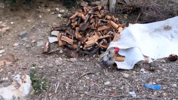 Der Hahn Läuft Freien Zwischen Dem Müll Und Dem Holz — Stockvideo