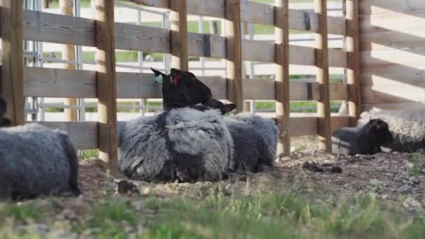 Bestiame Pecora Nera Una Penna Legno Durante Giorno Primo Piano — Video Stock
