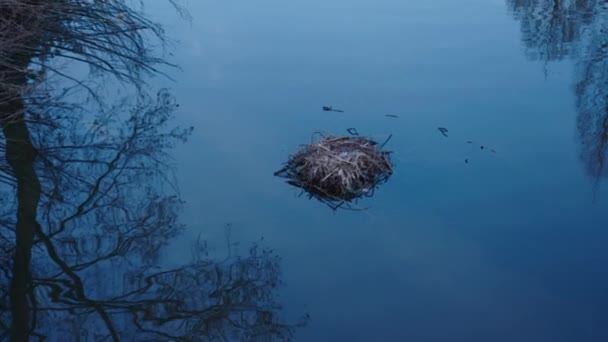 Reflections Trees Seen Water Surface Otter Gathered Grass Branches Its — Stock Video