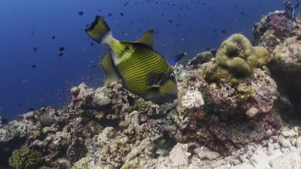 Großaufnahme Von Titan Drückerfischen Die Teile Von Riffkorallen Auf Den — Stockvideo