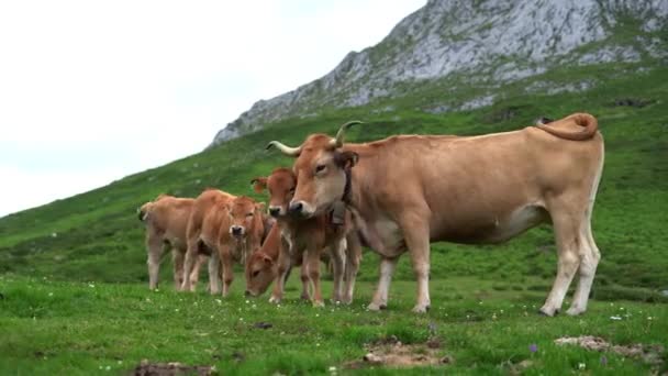 Астурийская Горная Испанская Бурая Корова Теленком Испания — стоковое видео