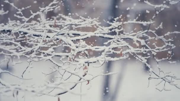 まだ乾燥した秋の葉で覆われた繊細な枝に濡れ 重い最初の雪が降っています タイトなクローズアップショット フィールドの狭い深さ パン左 — ストック動画