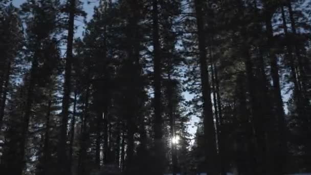 Douglas Firs านไปตามท นจากเบาะหล งของรถข านทะเลสาบ Tahoe วยดวงอาท องผ านจากด — วีดีโอสต็อก