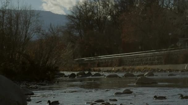 Günbatımında Reno Daki Truckee Nehri Nde Ördekler — Stok video