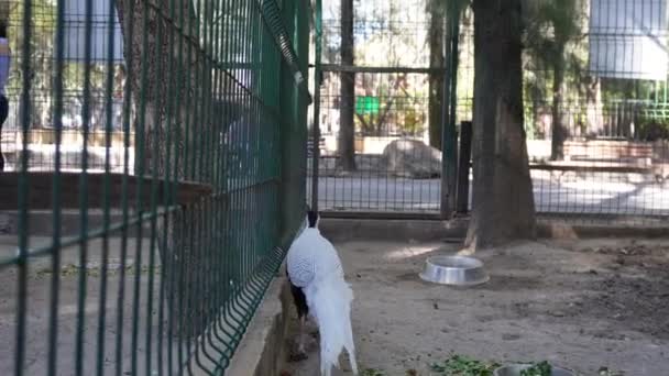 那只野鸡在笼中散步 — 图库视频影像