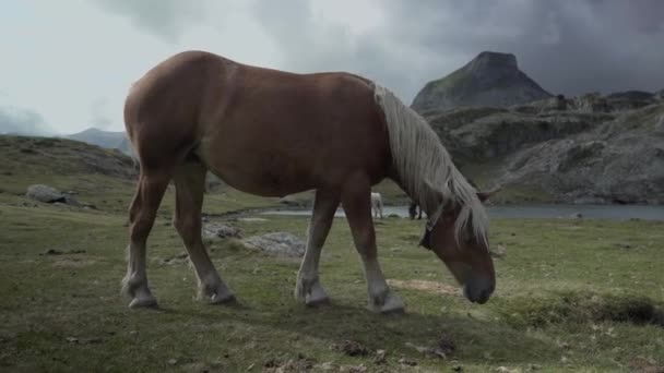 Statisch Uitzicht Paarden Die Grazen Langs Oevers Van Het Ayous — Stockvideo