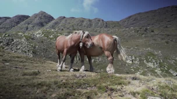 Statische Ansicht Von Pferden Die Sich Der Sonne Entspannen Nachdem — Stockvideo