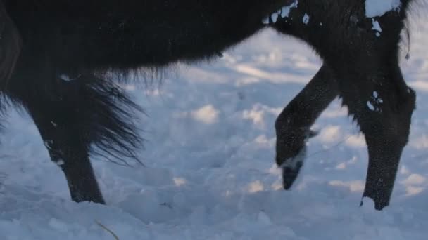 Bison Túléli Kemény Telet Szuperlassított Felvételen — Stock videók