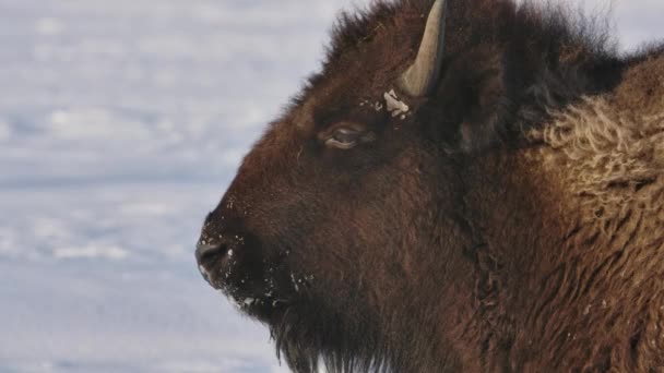 野牛在严寒的冬天以超级慢动作幸存下来 — 图库视频影像