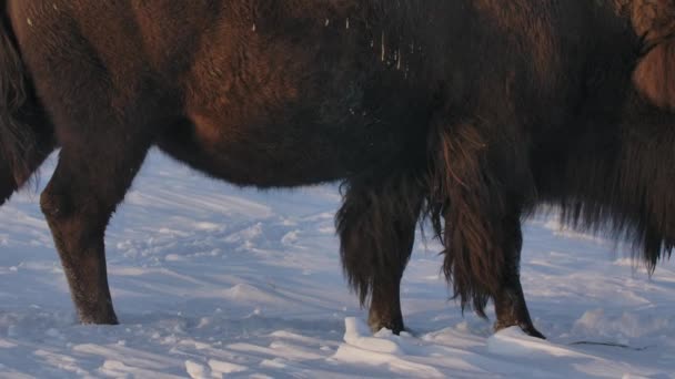 Bison Overleeft Strenge Winter Super Slow Motion — Stockvideo