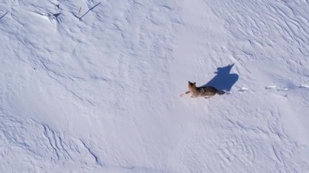 Coyote Running Deep Powder Snow Fields Survive Cold Winter — Stock Video