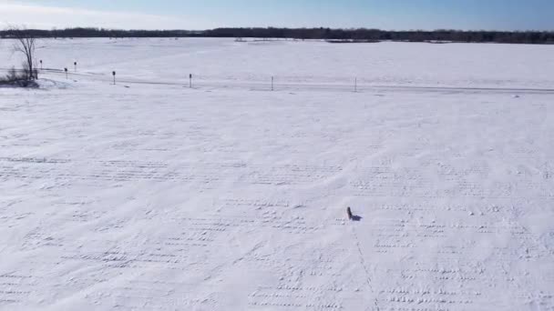 Soğuk Kışı Atlatmak Için Kar Tarlalarda Koşan Çakal — Stok video