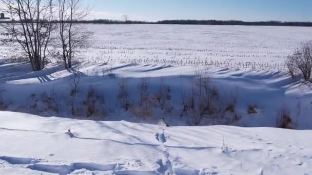 Coyote Che Corre Attraverso Neve Profonda Campi Sopravvivere Freddo Inverno — Video Stock