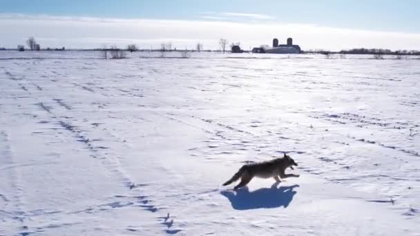 Coyote Berjalan Melalui Bubuk Salju Yang Dalam Dan Bidang Untuk — Stok Video