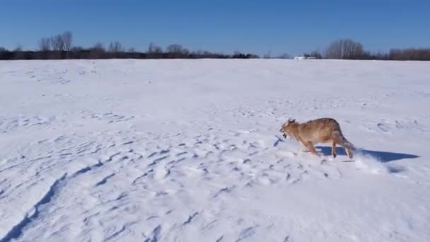 Kojot Biegnie Przez Głęboki Śnieg Pola Prochu Aby Przetrwać Mroźną — Wideo stockowe