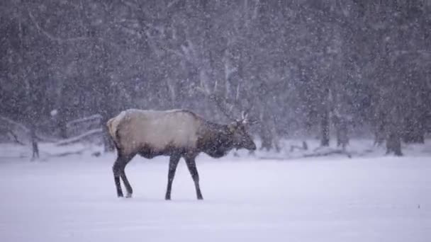 Veado Alce Rebanho Sobrevivendo Inverno Frio Câmera Lenta Cinematográfica — Vídeo de Stock