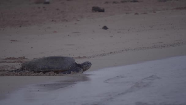 Tortue Mer Déplaçant Vers Océan Travers Sable Kauai Hawaï — Video