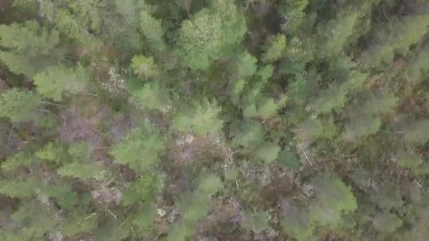 Drohne Fliegt Ber Nadelwald Mit Kamera Nach Untendrone Vlucht Bos — Stockvideo