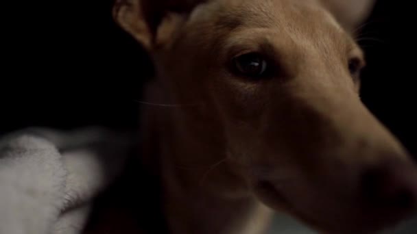 Hund Scheut Vor Blicken Aus Der Kamera Zurück — Stockvideo