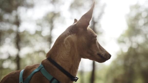 在树林里 自豪而自信的小狗狗肩带着狗 — 图库视频影像