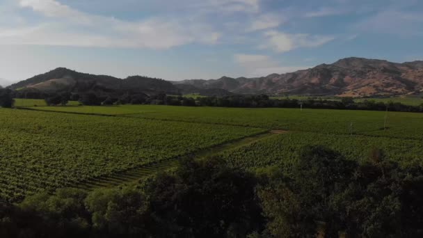 Vigneti Nella Napa Valley Panning Back — Video Stock