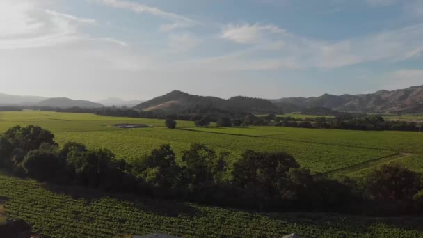 Uitzicht Wijngaard Van Napa Valley Omliggende Bergen — Stockvideo
