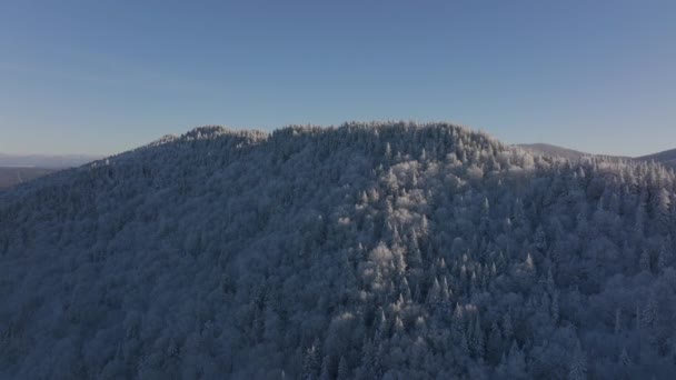 Vista Dramática Densas Árvores Abetos Cobertas Neve Durante Inverno Sul — Vídeo de Stock