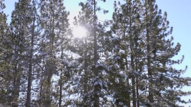 Douglas Fir Träd Framför Solen Klar Och Solig Vinterdag Lake — Stockvideo