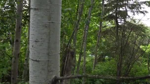 Tiro Drone Segue Uma Árvore Chão Floresta Até Meio Saúde — Vídeo de Stock