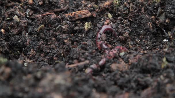 Una Toma Estática Macro Sistema Vermicompostaje Muestra Una Gran Lombriz — Vídeos de Stock