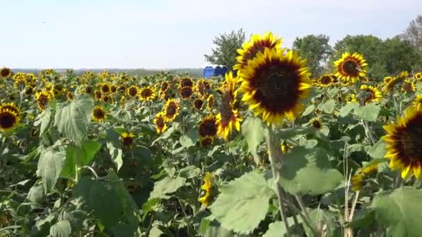 Αϊόβα Sunflower Πεδίο Στα Μέσα Του Καλοκαιριού — Αρχείο Βίντεο
