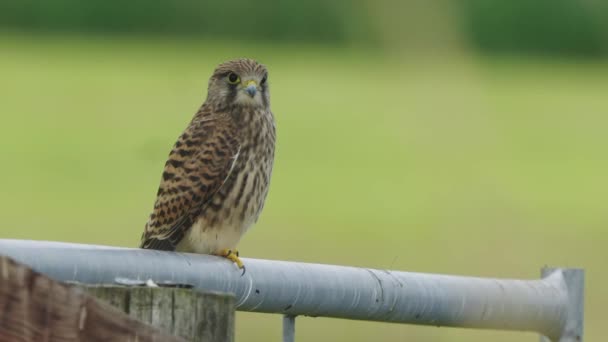 Peregrine Falcon Wild Perched Metal Tube — Stock Video