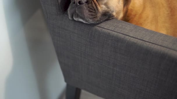 Close Tired French Bulldog Resting Sofa Inclinação Revelar — Vídeo de Stock