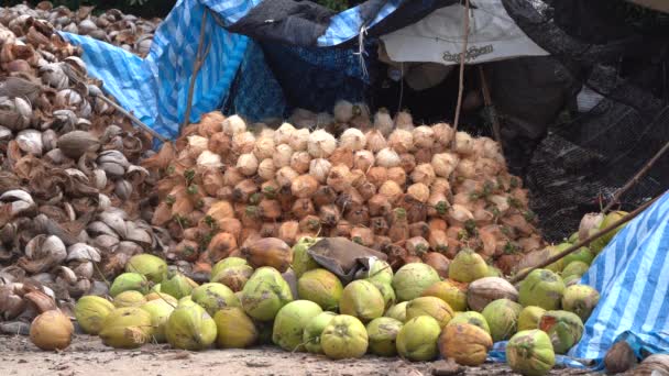 Pile Coconut Produkcji Oleju Kokosowego Koh Samui Island Tajlandia Szerokie — Wideo stockowe