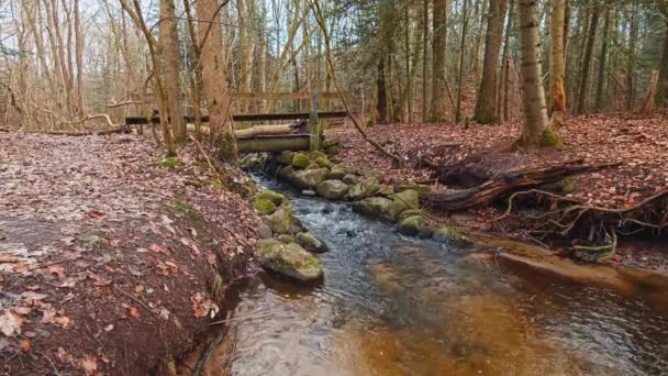 Der Fluss Herbstlichen Wald Und Die Sonne Scheint Durch Das — Stockvideo